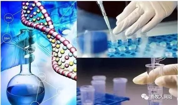 未來生物制劑在發(fā)酵飼料中完全替代抗生素？