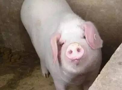 豬場什么樣的母豬該淘汰，看完不吃虧！