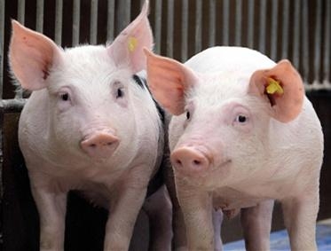 農(nóng)牧廳：推進(jìn)和規(guī)范屠宰企業(yè)升級(jí)改造和達(dá)標(biāo)驗(yàn)收