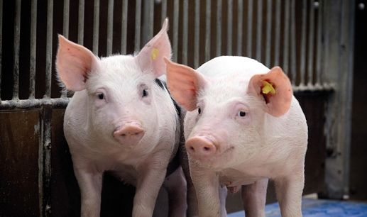 生長豬體內(nèi)腸細(xì)胞分化的調(diào)節(jié)有賴于日糧中纖維的來源