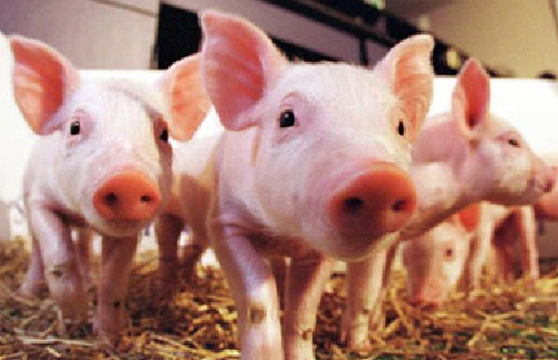 豬價(jià)下跌，補(bǔ)欄應(yīng)當(dāng)遵守三大原則