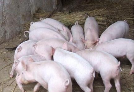 生豬市場高盈利 躺著賺錢的美好時(shí)代已經(jīng)結(jié)束？