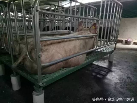 豬場(chǎng)限位欄安裝的幾種方法