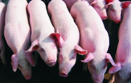 豬價大面積上漲艱難，夏季斷檔期將在7-8元之間盤旋