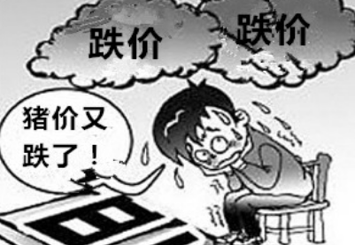 豬價(jià)依舊大面積下跌 更別指望明年？