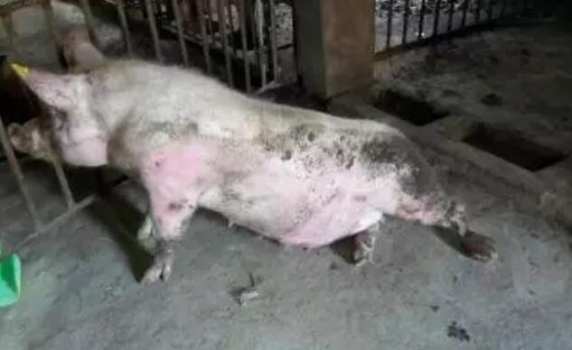 癱瘓是母豬常患病，養(yǎng)豬人警惕！