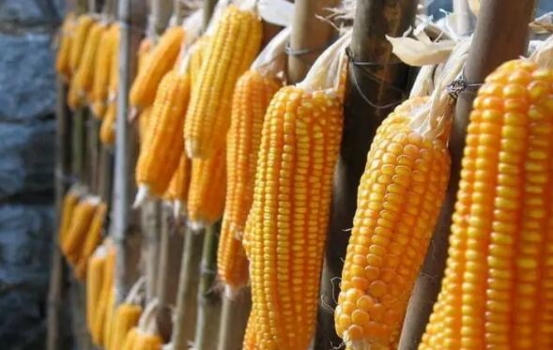 2017我國玉米、大豆生產(chǎn)者補(bǔ)貼方案正式出臺!