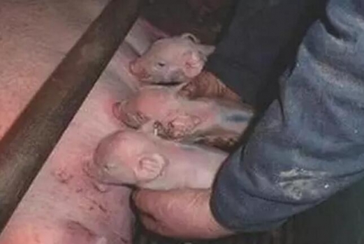 豬的分娩管理技術(shù)十要點！