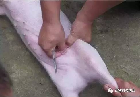 閹割仔豬如何做到應(yīng)激小、基本不感染