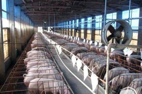 如果你的豬群出現(xiàn)其中2-3種以下現(xiàn)象，應(yīng)重點考慮……