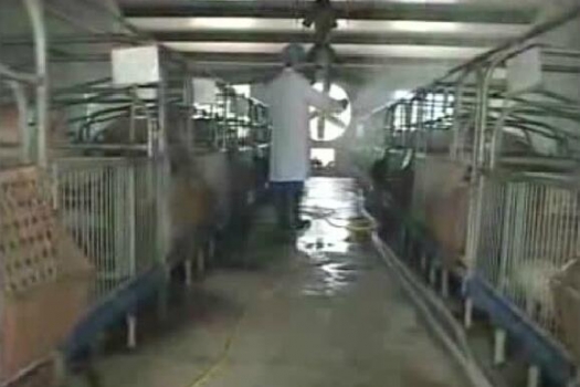 豬場不消毒，后果有多嚴(yán)重？