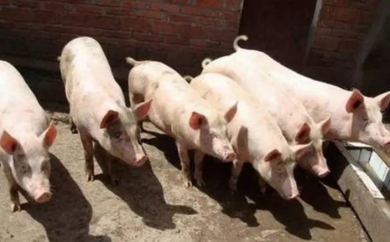 控制豬場飼料成本的訣竅，你知道多少？