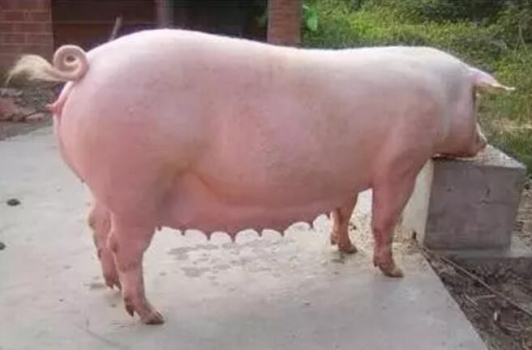 頭胎母豬淘汰率高怎么辦？