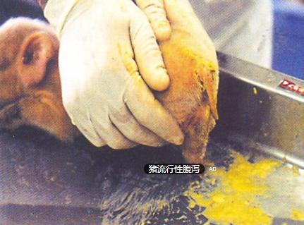 規(guī)模豬場產(chǎn)房腹瀉的防控要點?。?！