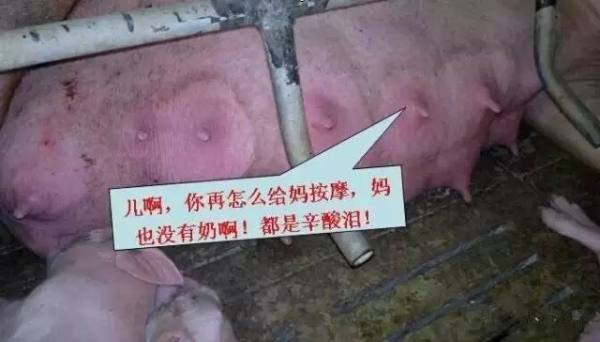 不可不知！母豬奶水不足有哪些信號？（圖）