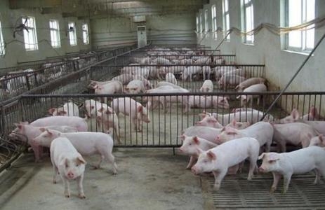 養(yǎng)豬場控制好溫度和濕度是重中之重！