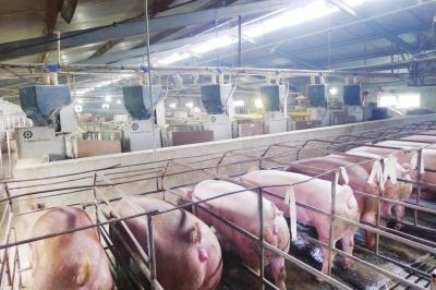 影響母豬PSY超過25的幾個關(guān)鍵點