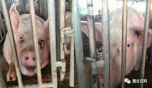 您的豬群在排毒，您知道嗎！