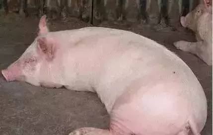 夏季生姜在養(yǎng)豬中的妙用！