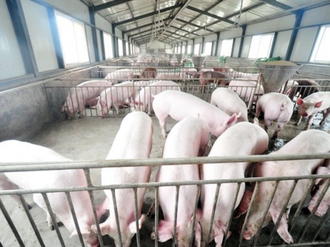 豬價(jià)震蕩，肥豬如何快速出欄