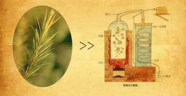 植物精油對飼料中霉菌抗菌效果的研究進(jìn)展