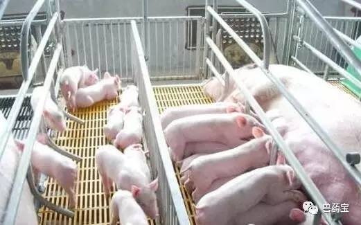 教你幾招，如何降低養(yǎng)豬成本！