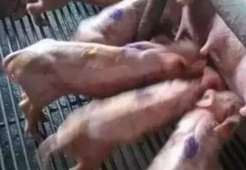 不打針不吃藥治療豬病毒性腹瀉不打針又不吃藥？