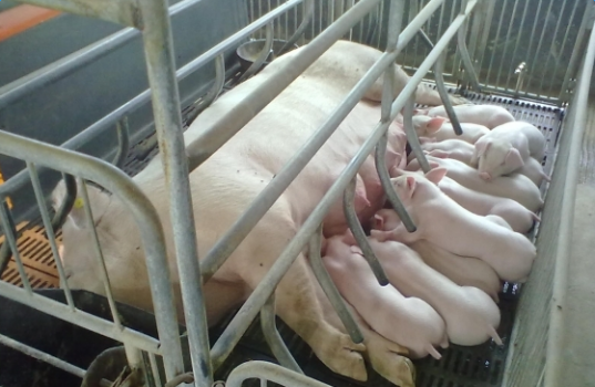 關于舉辦2017第一季“最美豬媽媽”評選活動通知