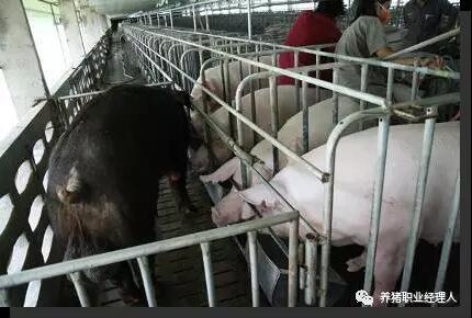 必修課 | 四張表格告訴你發(fā)情母豬最佳配種時間如何確定？