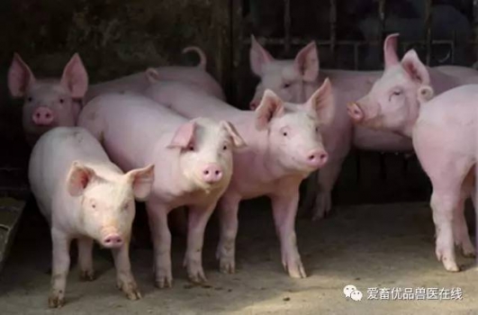 夏季這些菜，豬吃了能治?。? width=