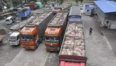 走私豬、走私肉十分猖獗！美國牛肉也將進口到中國，未來豬市變數(shù)莫測！