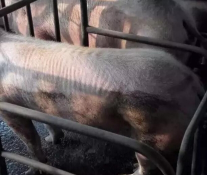 豬只處于健康和疾病之間的一種狀態(tài)---豬的亞健康及其危害？