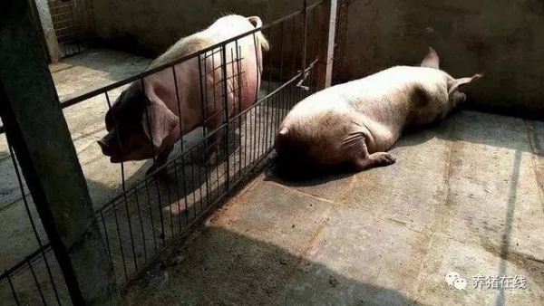 哺乳母豬熱應激的急救與防范措施