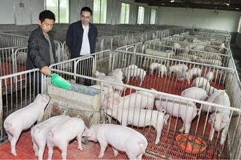 保育豬病后治療效果差的原因你想不到！