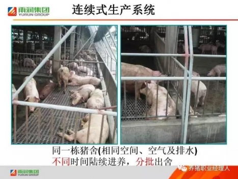 必修課 | 批次生產(chǎn)在豬場實際應(yīng)用情況（南通豬場示例）