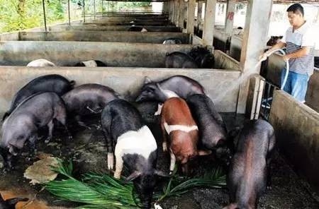 水來治療豬病作用居然這么大？