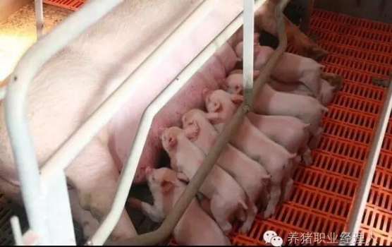 必修課 | 夏季導致哺乳豬下痢的常見原因及應對措施