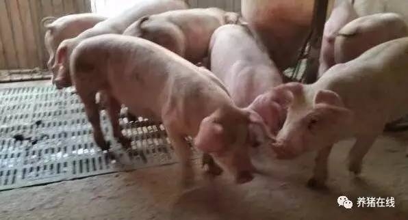 治療豬的腹瀉，到底哪種方法更好呢？