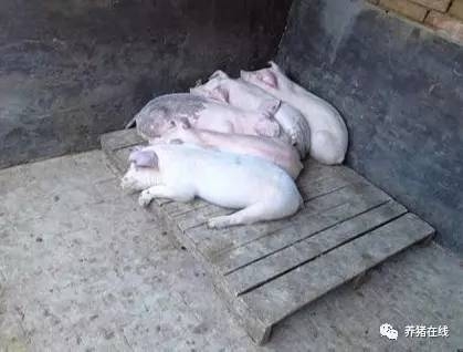 讓豬的腹瀉不傳染才是控制腹瀉的最好辦法