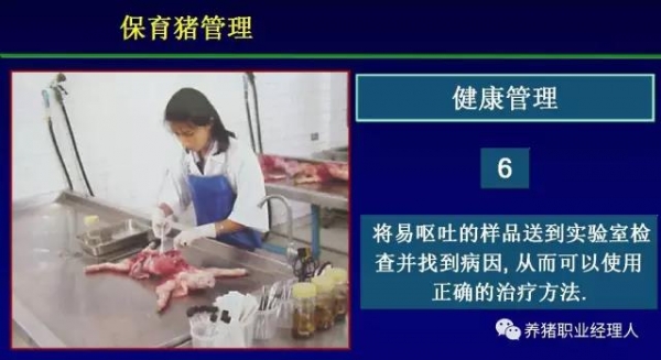 必修課 | 規(guī)模豬場夏季保育舍的管理（抗應激篇）