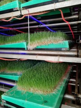 探討麥麩使用注意事項(xiàng)及加工方式