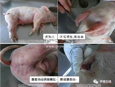 “夏季”豬體紅疹鑒別診斷與治療方案