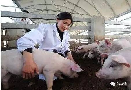 豬病診斷和治療時需要注意的幾點