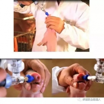 必修課|凈化豬偽狂犬病的四種方式之比較（附參考凈化方案）