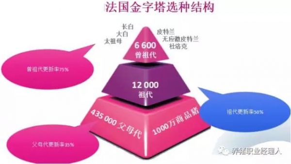 他山之石 | 從一張生產(chǎn)性能對(duì)比表看我們未來(lái)的養(yǎng)豬之路