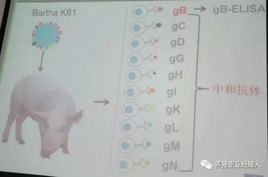 科技前沿 | 知道后備母豬在豬場(chǎng)內(nèi)轉(zhuǎn)陽(yáng)究竟什么地方出了錯(cuò)嗎？