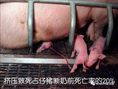 仔豬被壓死是產房護理沒做到位嗎？