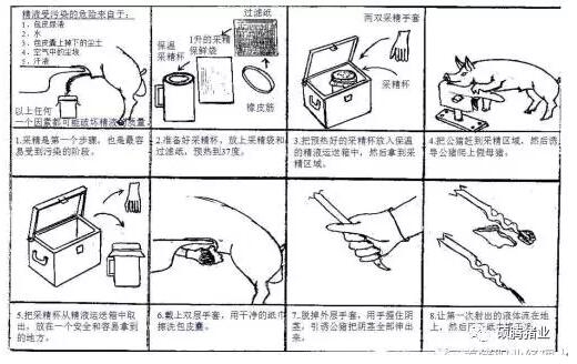 繁殖與育種 | 干貨！圖文解說(shuō)影響豬精液質(zhì)量的操作技巧和影響豬精液保存的關(guān)鍵因素！
