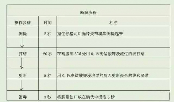 仔豬斷臍四大忌！