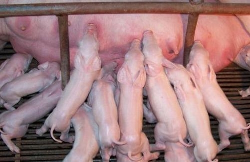 初生仔豬如何過(guò)好出生關(guān)及哺乳關(guān)？